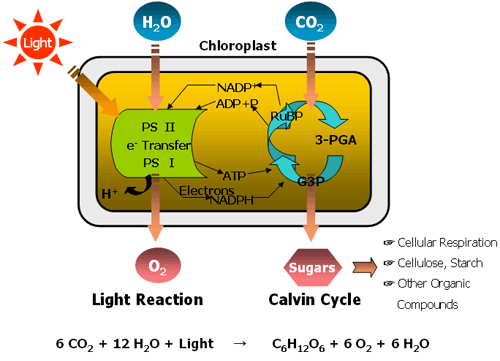 Photosynthesis For Kids. Followingto understand how plants On youtube cells 